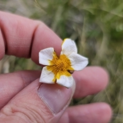 Ranunculus lappaceus at Captains Flat, NSW - 3 Nov 2023