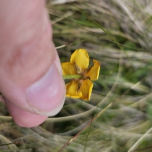 Ranunculus lappaceus at Captains Flat, NSW - 3 Nov 2023