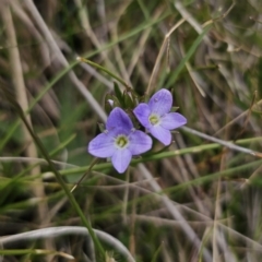 Veronica gracilis (Slender Speedwell) at Captains Flat, NSW - 3 Nov 2023 by Csteele4