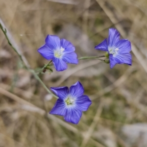 Linum marginale at Captains Flat, NSW - 3 Nov 2023 02:14 PM