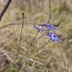 Linum marginale at Captains Flat, NSW - 3 Nov 2023