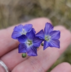 Linum marginale at Captains Flat, NSW - 3 Nov 2023 02:14 PM