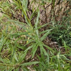 Senecio linearifolius at Captains Flat, NSW - 3 Nov 2023