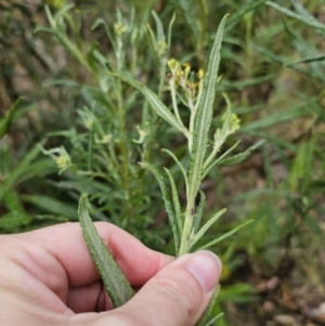 Senecio linearifolius at Captains Flat, NSW - 3 Nov 2023