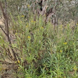 Senecio linearifolius at Captains Flat, NSW - 3 Nov 2023