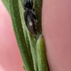 Austrocardiophorus assimilis (Click beetle) at Belconnen, ACT - 3 Nov 2023 by lbradley