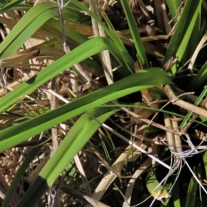 Carex sp. at Top Hut TSR - 30 Sep 2023 12:27 PM