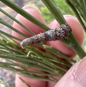 Exocarpos cupressiformis at Aranda, ACT - 3 Nov 2023