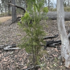 Exocarpos cupressiformis at Aranda, ACT - 3 Nov 2023