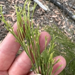 Exocarpos cupressiformis at Aranda, ACT - 3 Nov 2023