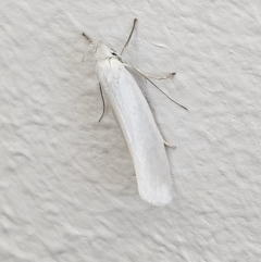 Zacorus carus (White Wingia) at Denman Prospect, ACT - 3 Nov 2023 by AaronClausen