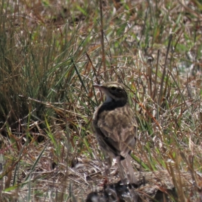 Anthus australis (Australian Pipit) at Dry Plain, NSW - 30 Sep 2023 by AndyRoo