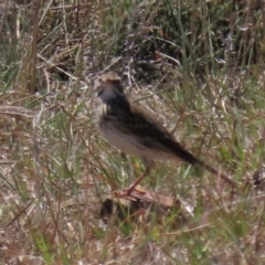 Anthus australis at Dry Plain, NSW - 30 Sep 2023