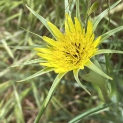 Tragopogon dubius at Molonglo Valley, ACT - 3 Nov 2023 10:39 AM