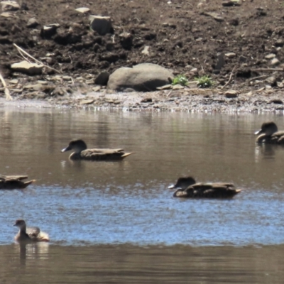 Poliocephalus poliocephalus (Hoary-headed Grebe) at Dry Plain, NSW - 30 Sep 2023 by AndyRoo