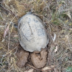 Chelodina longicollis (Eastern Long-necked Turtle) at Tuggeranong, ACT - 3 Nov 2023 by HelenCross