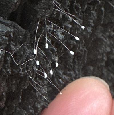 Neuroptera (order) (Unidentified lacewing) at Belconnen, ACT - 3 Nov 2023 by lbradley