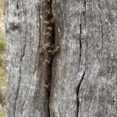 Apis mellifera (European honey bee) at Aranda Bushland - 3 Nov 2023 by lbradley