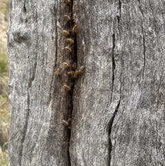 Apis mellifera (European honey bee) at Aranda, ACT - 3 Nov 2023 by lbradley