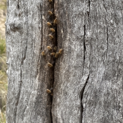 Apis mellifera (European honey bee) at Belconnen, ACT - 3 Nov 2023 by lbradley