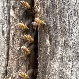 Apis mellifera at Aranda, ACT - 3 Nov 2023 06:18 PM