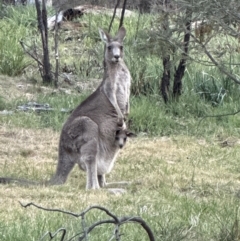 Macropus giganteus (Eastern Grey Kangaroo) at Belconnen, ACT - 3 Nov 2023 by lbradley