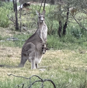 Macropus giganteus at Aranda, ACT - 3 Nov 2023