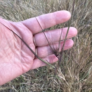 Themeda triandra at Cook, ACT - 3 Nov 2023 06:59 PM