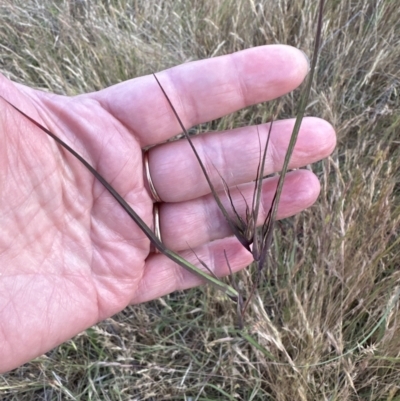 Themeda triandra (Kangaroo Grass) at Aranda Bushland - 3 Nov 2023 by lbradley