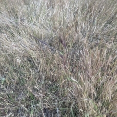 Themeda triandra at Cook, ACT - 3 Nov 2023