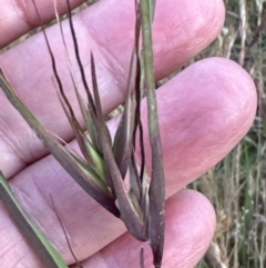 Themeda triandra at Cook, ACT - 3 Nov 2023