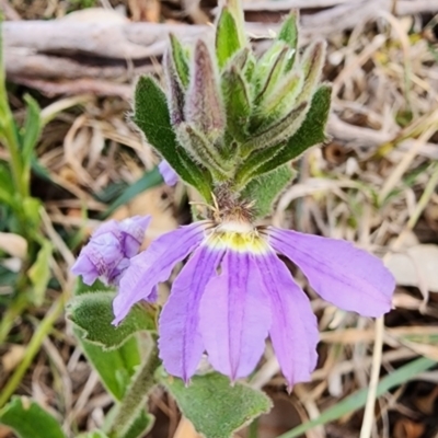 Scaevola aemula (Common Fan-flower) at Tuross Head, NSW - 3 Nov 2023 by Steve818