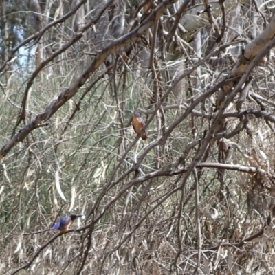 Ceyx azureus (Azure Kingfisher) at Gannawarra, VIC - 28 Oct 2023 by SimoneC