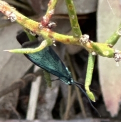 Pollanisus (genus) (A Forester Moth) at Aranda Bushland - 3 Nov 2023 by lbradley
