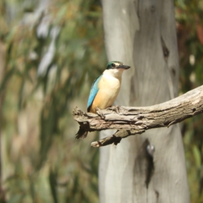 Todiramphus sanctus (Sacred Kingfisher) at Koondrook, VIC - 24 Oct 2023 by SimoneC