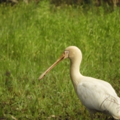 Platalea flavipes (Yellow-billed Spoonbill) at Koondrook, VIC - 24 Oct 2023 by SimoneC