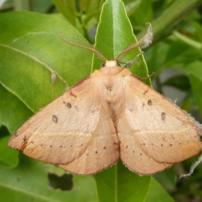 Anthela acuta (Common Anthelid) at Charleys Forest, NSW - 3 Nov 2023 by arjay