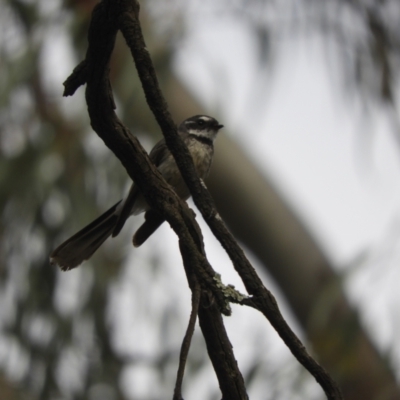 Rhipidura albiscapa (Grey Fantail) at Koondrook, VIC - 24 Oct 2023 by SimoneC