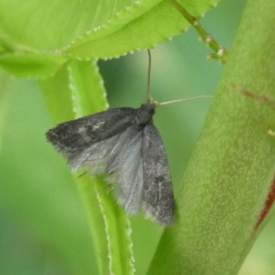 Barea (genus) by arjay