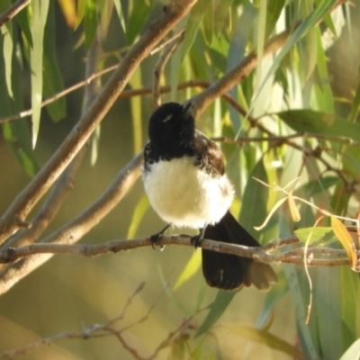 Rhipidura leucophrys (Willie Wagtail) at Koondrook, VIC - 23 Oct 2023 by SimoneC