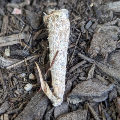 Lepidoscia (genus) IMMATURE (Unidentified Cone Case Moth larva, pupa, or case) at Page, ACT - 2 Nov 2023 by CattleDog