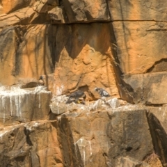 Falco peregrinus (Peregrine Falcon) at Bullen Range - 3 Nov 2023 by angelb