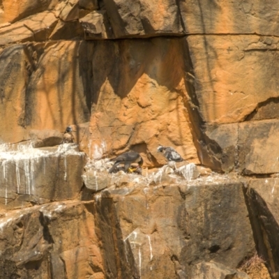 Falco peregrinus (Peregrine Falcon) at Bullen Range - 3 Nov 2023 by angelb