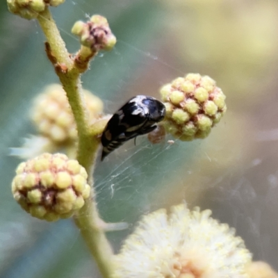 Hoshihananomia leucosticta (Pintail or Tumbling flower beetle) at Ainslie, ACT - 3 Nov 2023 by Hejor1