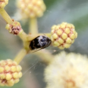 Hoshihananomia leucosticta at Ainslie, ACT - 3 Nov 2023