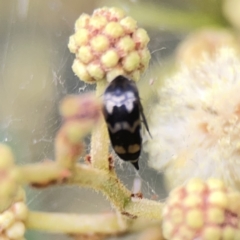 Hoshihananomia leucosticta at Ainslie, ACT - 3 Nov 2023