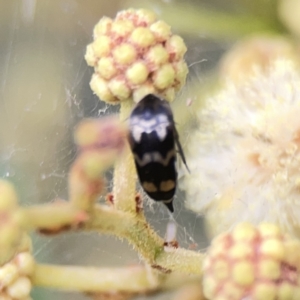 Hoshihananomia leucosticta at Ainslie, ACT - 3 Nov 2023