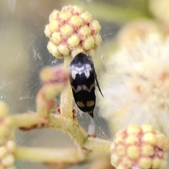 Hoshihananomia leucosticta at Ainslie, ACT - 3 Nov 2023