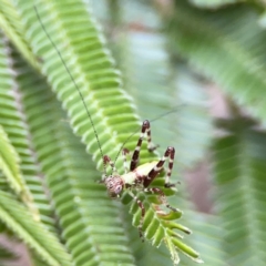 Caedicia simplex (Common Garden Katydid) at Ainslie, ACT - 3 Nov 2023 by Hejor1