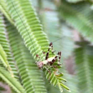 Caedicia simplex at Ainslie, ACT - 3 Nov 2023